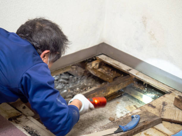 Best Emergency Mold Removal  in Glen Allen, VA