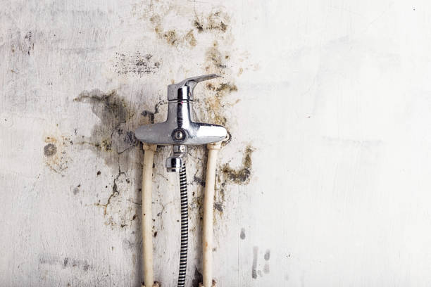Best Mold Remediation  in Glen Allen, VA
