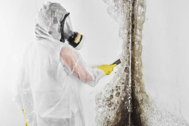 Best Mold Damage Repair  in Glen Allen, VA