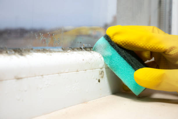Professional Mold Removal in Glen Allen, VA