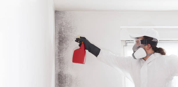 Best Certified Mold Removal  in Glen Allen, VA