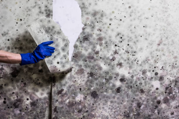 Best Fast Mold Removal  in Glen Allen, VA